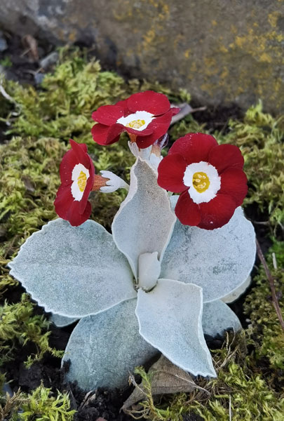 Primula x pubescens 'Favourite' in bloom in an alpine garden